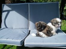 Beautiful Imperial Shih Tzu Puppies