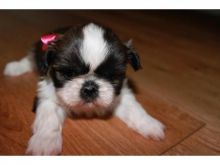 Beautiful Imperial Shih Tzu Puppies for Adoption