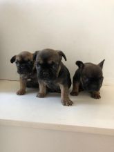 Charming French Bulldog puppies for adoption