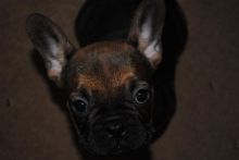 Charming French Bulldogs for Adoption