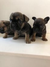 Cute French Bulldog Puppies for Sale dfg