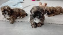 Cute Shih Tzu Puppies Available Now For Adoption