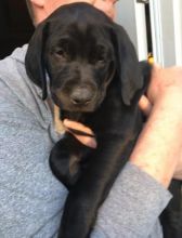 3 girl Black lab/Doberman puppies for adoption