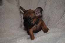 Excellent French Bulldog Puppies For Adoption