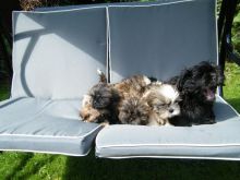 Family Rasied Shih Tzu