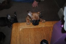 Fantastic French bulldog puppies available