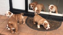 Five Healthy Tiny English Bulldog Puppies