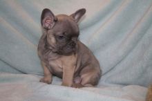 French Bulldog For Rehoming