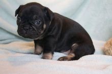 French Bulldogs Available