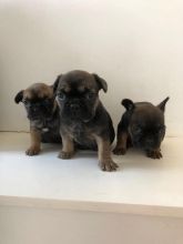 GORGEOUS French BULLDOG PUPPIES FOR SALE