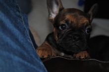 Gorgeous Male and Female French Bulldogs