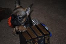 Healthy French Bulldog Puppies for Rohome only