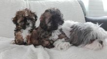 Home Trained Shih Tzu Puppies