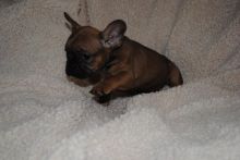 House Raised French Bulldog Pups ddfs