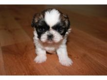 Male and Female Shih Tzu Puppies