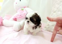 Male and Female shih tzu Puppies For Adoption.