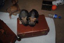 Pedigree French Bulldog Puppies for rehome dcxad