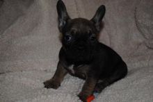 Pedigree French Bulldog Puppies Ready