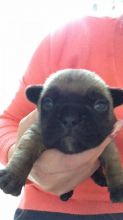 Precious pOTTY French Bulldogs