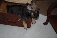 Purebred French Bulldog puppy