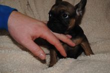 Registered French Bulldog puppies ssdsa