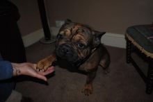 Registered French Bulldog Pups for Adoption