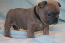 Registered French Bulldogs for for rehome