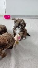 Shih-Tzu puppies