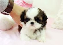 shih tzu puppies for a lovely home for more information contact me