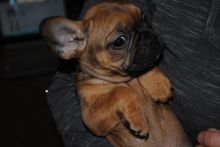 Stunning KC Registered French Bulldog Puppies