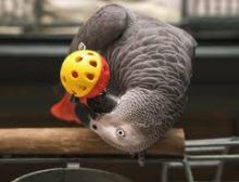 Tame and friendly African Grey Parrots available for new home