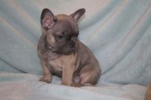 Well trained French Bulldog Pups zxx