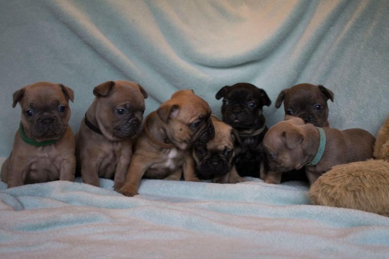 Adorable French Bulldog Puppies Image eClassifieds4u