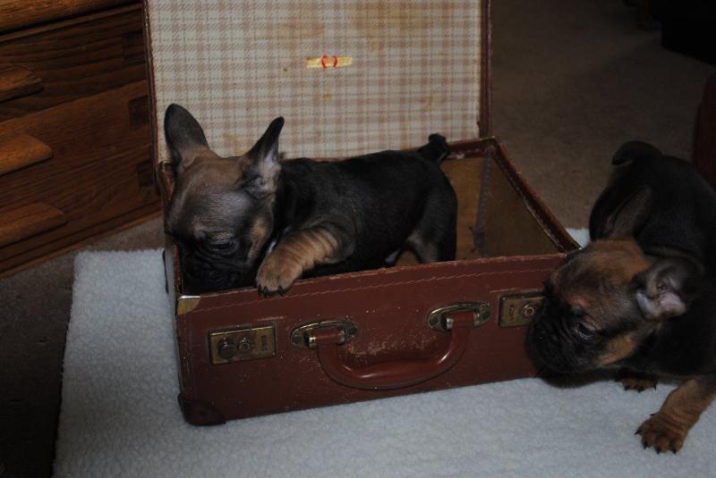 Awesome French Bulldogs for Sale Image eClassifieds4u