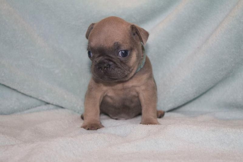 Awesome French Bullies Available Image eClassifieds4u