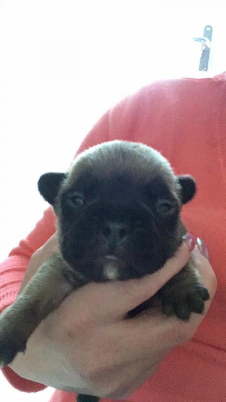 Beautiful Blue French Bulldog Pups Image eClassifieds4u