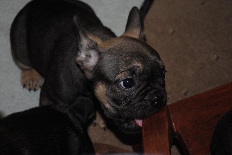 Beautiful French Buldogs Available Image eClassifieds4u