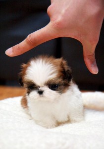 Beautiful Shih Tzu puppies ready for home adoption Image eClassifieds4u
