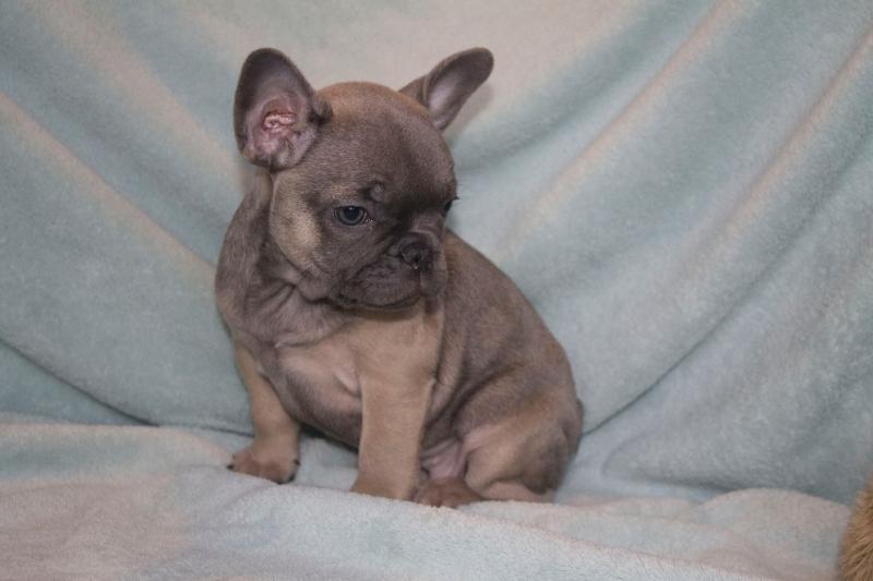 French Bulldog For Rehoming Image eClassifieds4u
