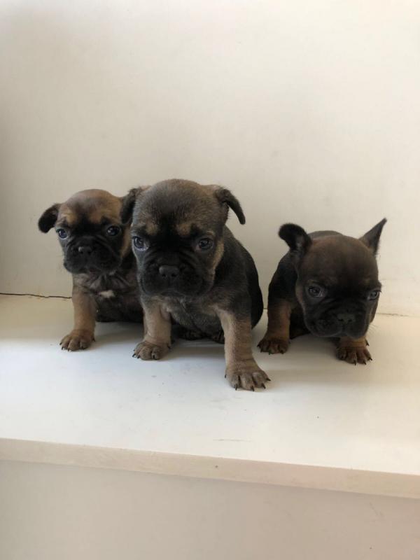 French Bulldog Puppies for Sale Image eClassifieds4u