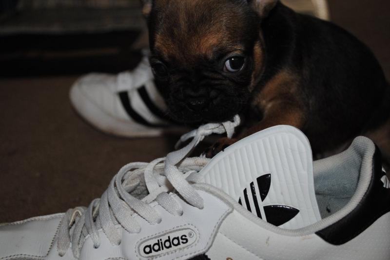 French Bulldog puppy! - Image eClassifieds4u