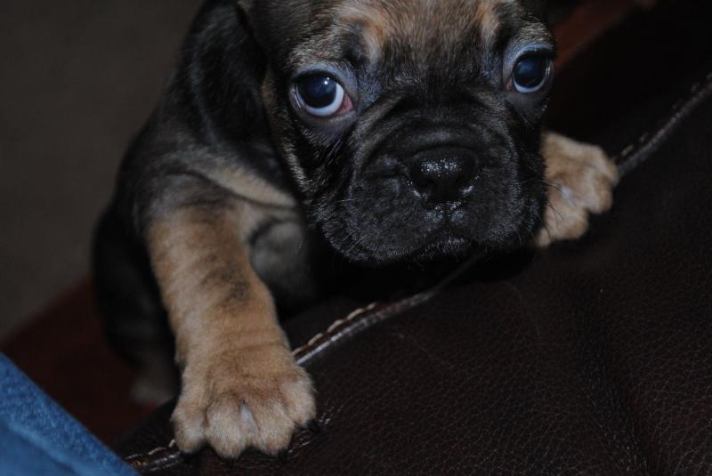 French Bulldogs Image eClassifieds4u