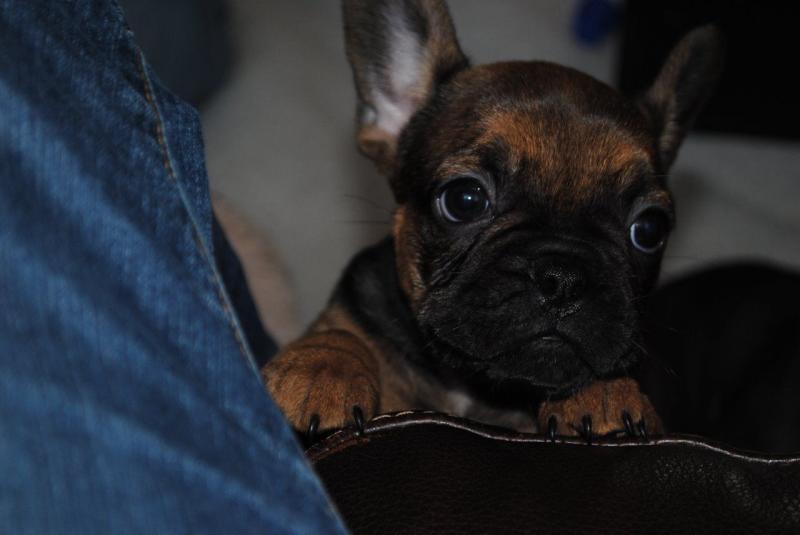 Gorgeous Male and Female French Bulldogs Image eClassifieds4u