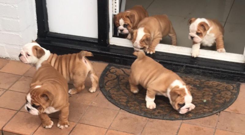 Healthy English Bulldog Puppies For Re Homing Image eClassifieds4u
