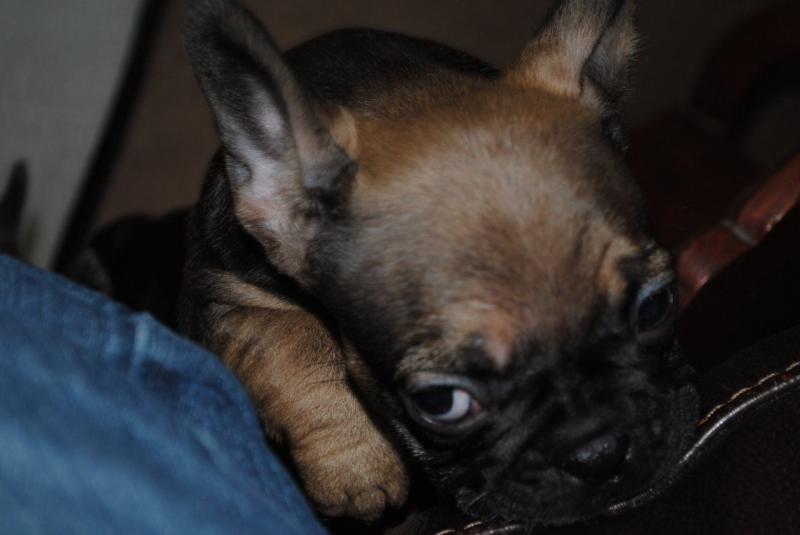 Heavy Bones French Bulldogs Image eClassifieds4u