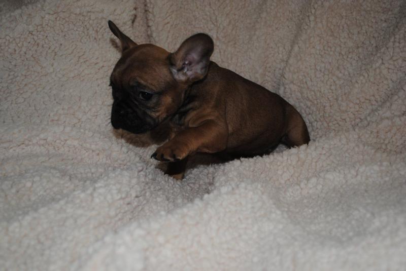 House Raised French Bulldog Pups ddfs Image eClassifieds4u