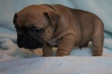 Affectionate French Bulldog Puppies zx Image eClassifieds4U