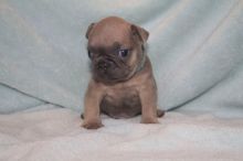 Awesome French Bullies Available Image eClassifieds4U