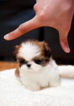 Beautiful Shih Tzu puppies ready for home adoption Image eClassifieds4U