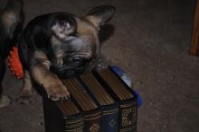 Cute Male and Female Bulldogs - 500.00 CA$ Image eClassifieds4U